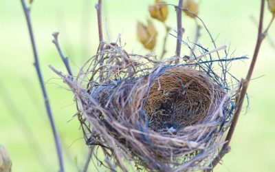 Experiencing ‘empty nest’ syndrome? Have you thought about fostering?